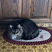 Tt is registered to the contest to win money with this photo: animal, cabinet, cat, domestic, feline, floor, fluffy, fur, home, indoor, kitchen, mammal, pattern, pet, quiet, resting, rug, sitting, tabby, tile