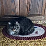 animal, cabinet, cat, domestic, feline, floor, fluffy, fur, home, indoor, kitchen, mammal, pattern, pet, quiet, resting, rug, sitting, tabby, tile