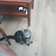 Shadow joined the competition — help win amazing prizes! cat, tabby, pet, floor, wooden_floor, table, wooden_table, furniture, indoor, collar, curious, looking_up, animal, domestic_animal, leg, foot, person, home, light, shadow