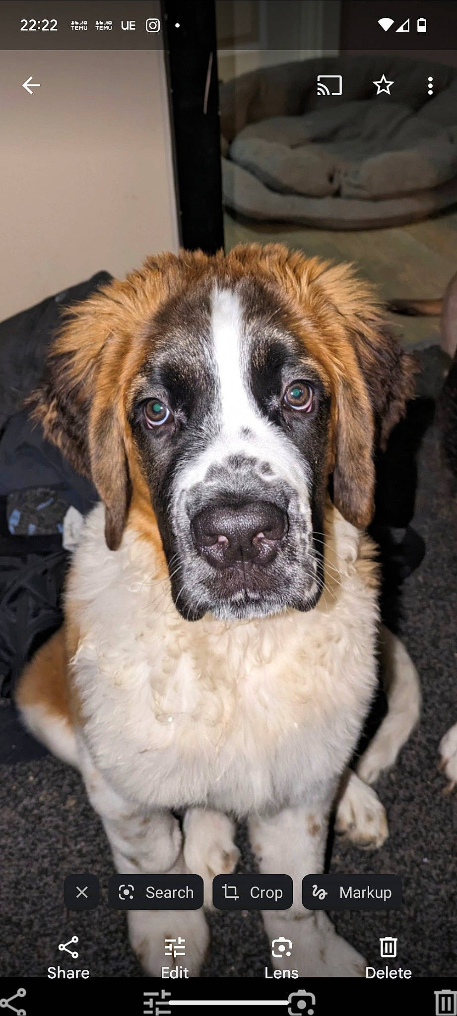 Roddy joined the competition — help win amazing prizes! canidae, carnivore, companion_dog, dog, dog_breed, eye, fur, giant_dog_breed, gun_dog, moscow_watchdog, snout, sporting_group, st_bernard, whiskers, working_dog