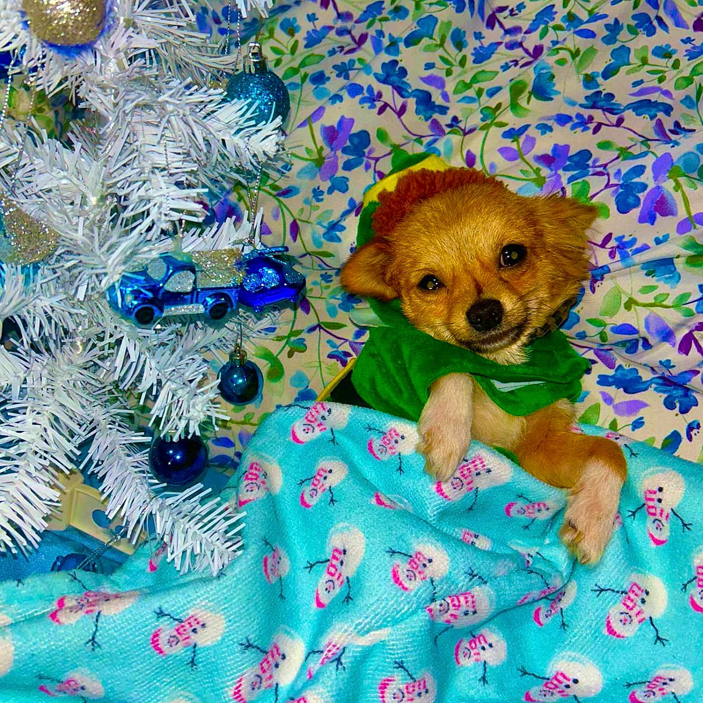 Pookie Bare is registered to the contest to win money with this photo: accessories, animal, ball, blanket, canine, chihuahua, dog, face, goldenretriever, head, hound, person, pet, photography, portrait, puppy, quilt, sport, tennis, tennisball
