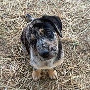 Locky a rejoint le concours — aidez-le/la à gagner de superbes lots ! adorable, animal, black, brown, cute, dog, ears, eyes, fur, grass, head_tilt, looking_up, nature, outdoor, pet, puppy, small, straw, white, young