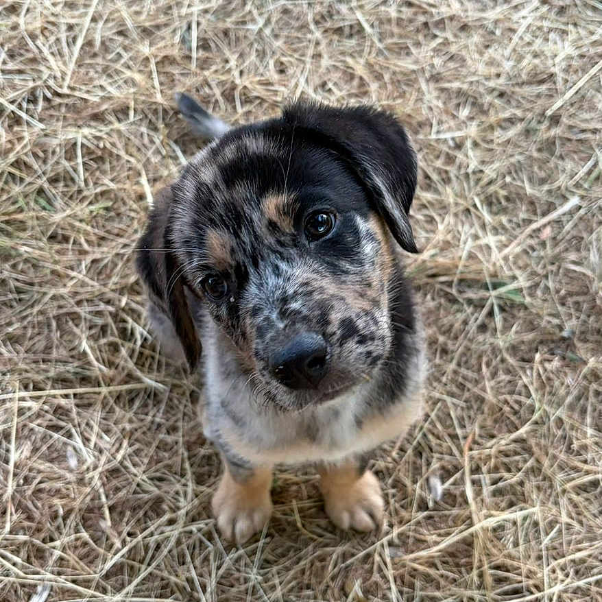 Locky a rejoint le concours — aidez-le/la à gagner de superbes lots ! adorable, animal, black, brown, cute, dog, ears, eyes, fur, grass, head_tilt, looking_up, nature, outdoor, pet, puppy, small, straw, white, young