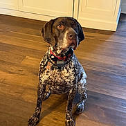 Clivus joined the competition — help win amazing prizes! alert, animal, brown, cabinet, canine, collar, companion, dog, domestic_animal, fur, household, indoor, kitchen, looking_away, pet, portrait, sitting, spotted, white, wooden_floor
