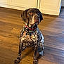 alert, animal, brown, cabinet, canine, collar, companion, dog, domestic_animal, fur, household, indoor, kitchen, looking_away, pet, portrait, sitting, spotted, white, wooden_floor