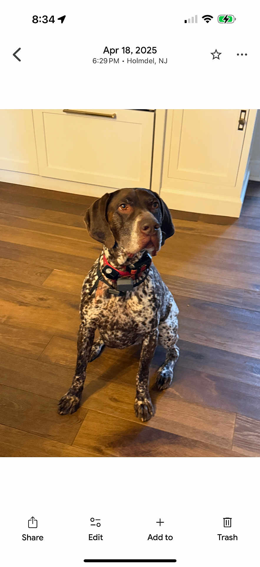 Clivus joined the competition — help win amazing prizes! alert, animal, brown, cabinet, canine, collar, companion, dog, domestic_animal, fur, household, indoor, kitchen, looking_away, pet, portrait, sitting, spotted, white, wooden_floor