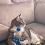 Smokey is registered to the contest to win money with this photo: cat, pet, water_bottle, aquafina, sofa, couch, upholstery, indoor, relaxed, reclining, paw, whiskers, grey_and_white, bottle_cap, plastic_bottle, cupholder, living_room, portrait, looking_away, domestic_animal