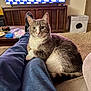 cat, gray_cat, white_chest, pet, indoor, living_room, couch, person_legs, tv, television_screen, coffee_table, carpet, cat_house, relaxed, sitting, gaze, whiskers, eyes, cozy, furniture