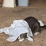 Smokey joined the competition — help win amazing prizes! cat, gray_cat, white_paws, tissue_paper, plush_carpet, indoor, pet, hiding, playful, whiskers, paws, tail, tile_floor, trash_can, chair_legs, home_interior, domestic_animal, curious, sneaky, fabric