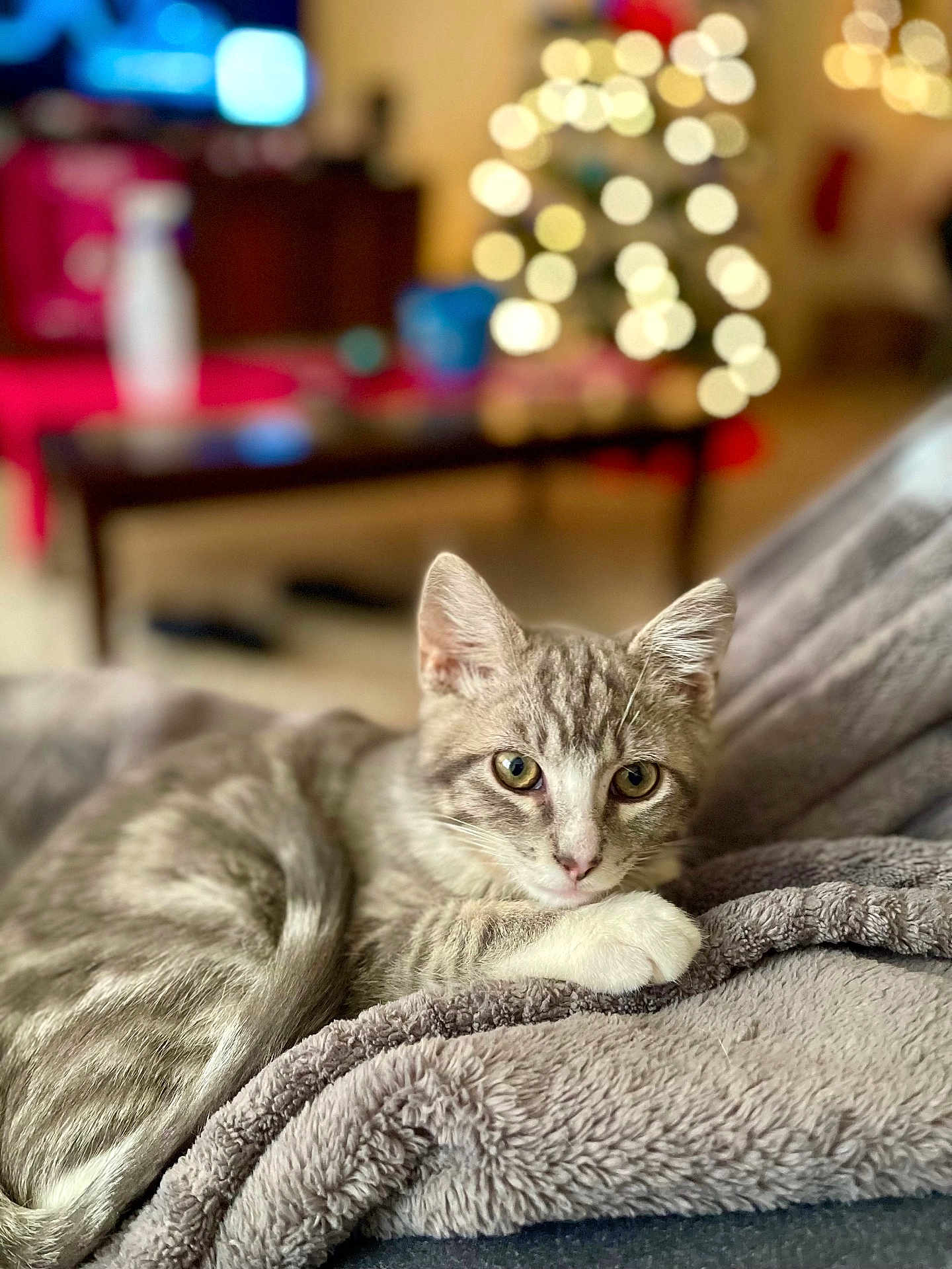 Smokey is registered to the contest to win money with this photo: cat, kitten, pet, gray_tabby, fur, paw, whiskers, blanket, cozy, indoor, home, couch, bokeh, christmas_tree, fairy_lights, portrait, close_up, relaxed, gaze, soft_texture