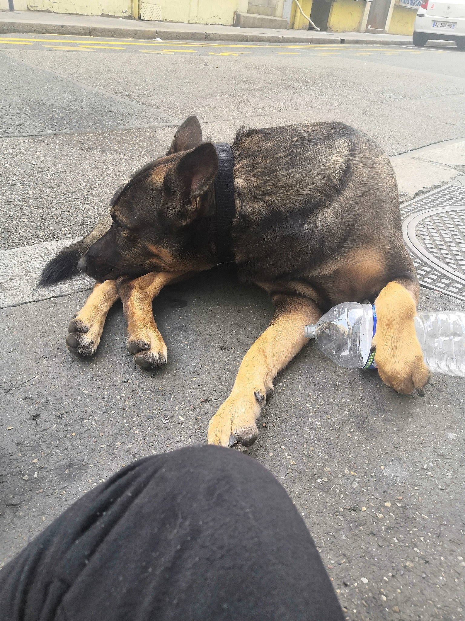 Bart participe au concours pour gagner de l'argent avec cette photo : asphalt, canidae, carnivore, dog, dog_breed, fawn, fur, road, road_surface, sidewalk, sitting, snout, sporting_group, street, street_dog, tail, tar, terrestrial_animal, wildlife, working_animal