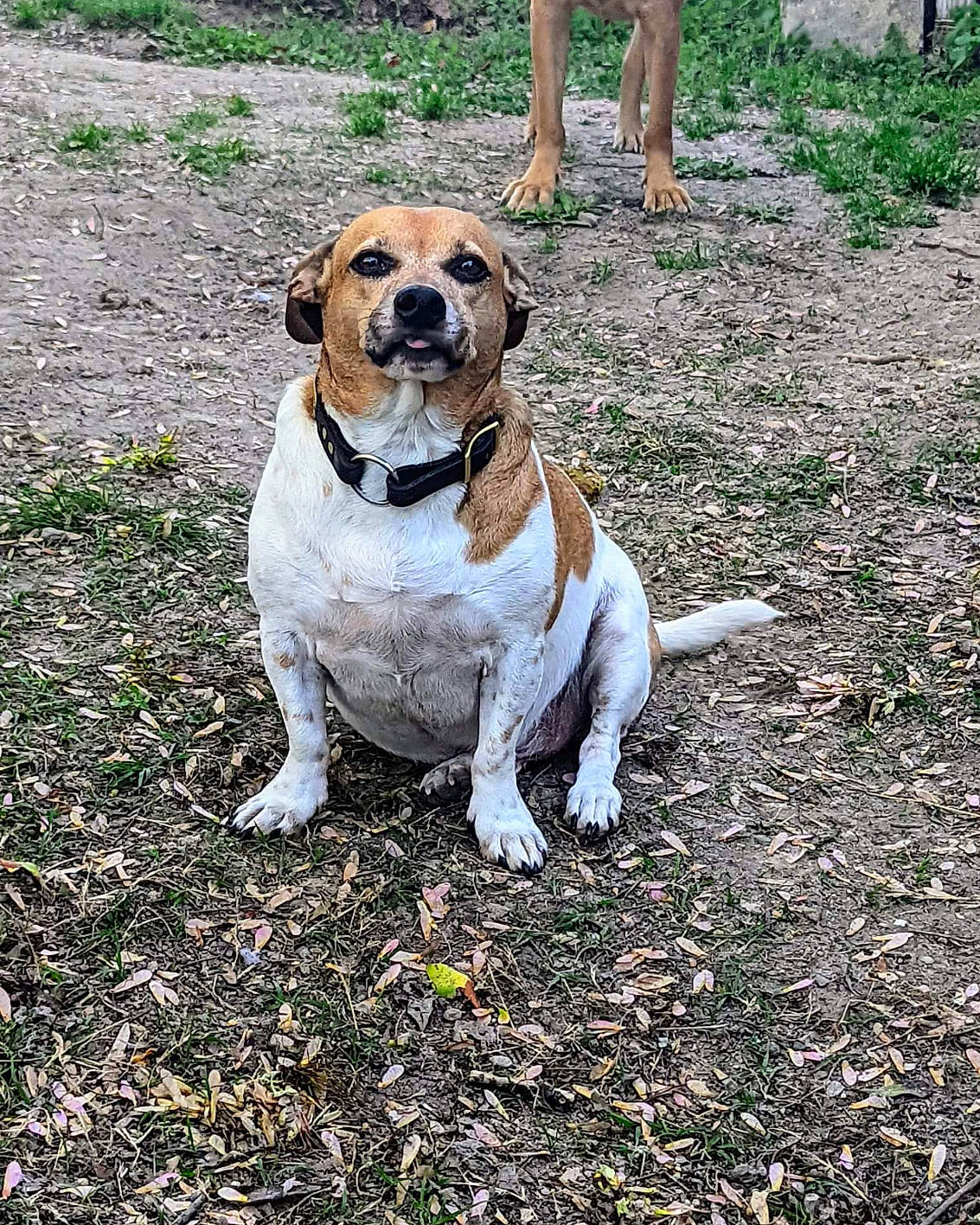 Merlin joined the competition — help win amazing prizes! ancient_dog_breeds, canidae, carnivore, collar, companion_dog, dog, dog_breed, dog_collar, dog_supply, grass, hound, non_sporting_group, plant, scent_hound, snout, soil, sporting_group, tree, working_animal, working_dog