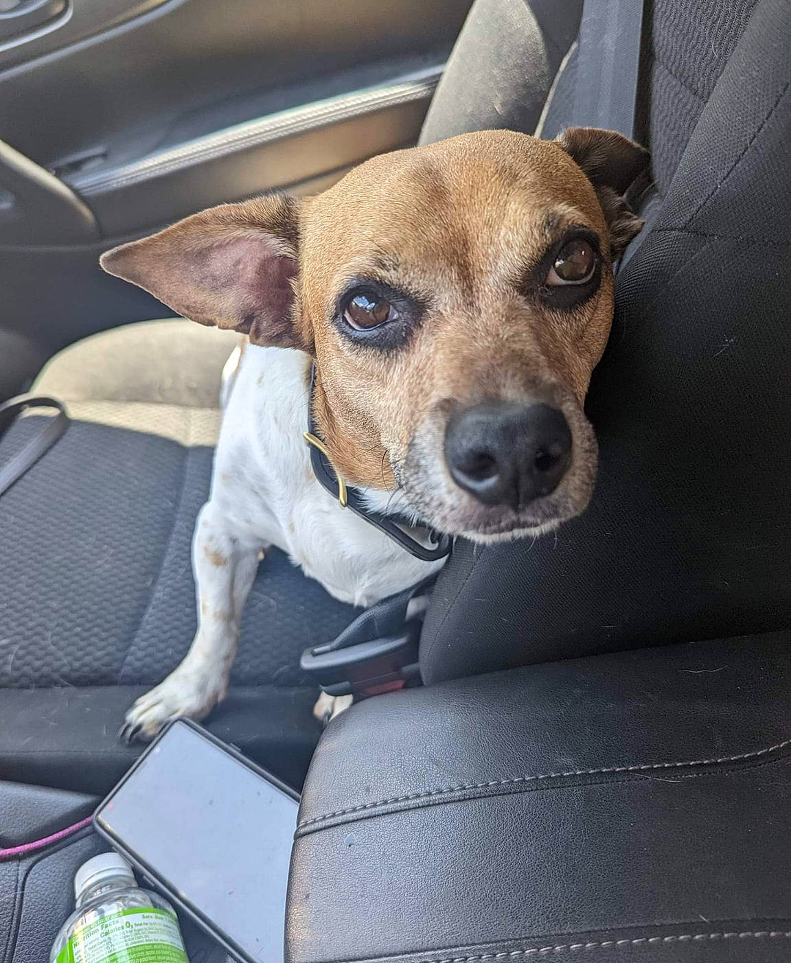 Merlin joined the competition — help win amazing prizes! bottle, canidae, car, car_seat, carnivore, collar, comfort, companion_dog, dog, dog_breed, dog_collar, fawn, fur, irishjacks, snout, sporting_group, vehicle, water_bottle, whiskers, working_animal