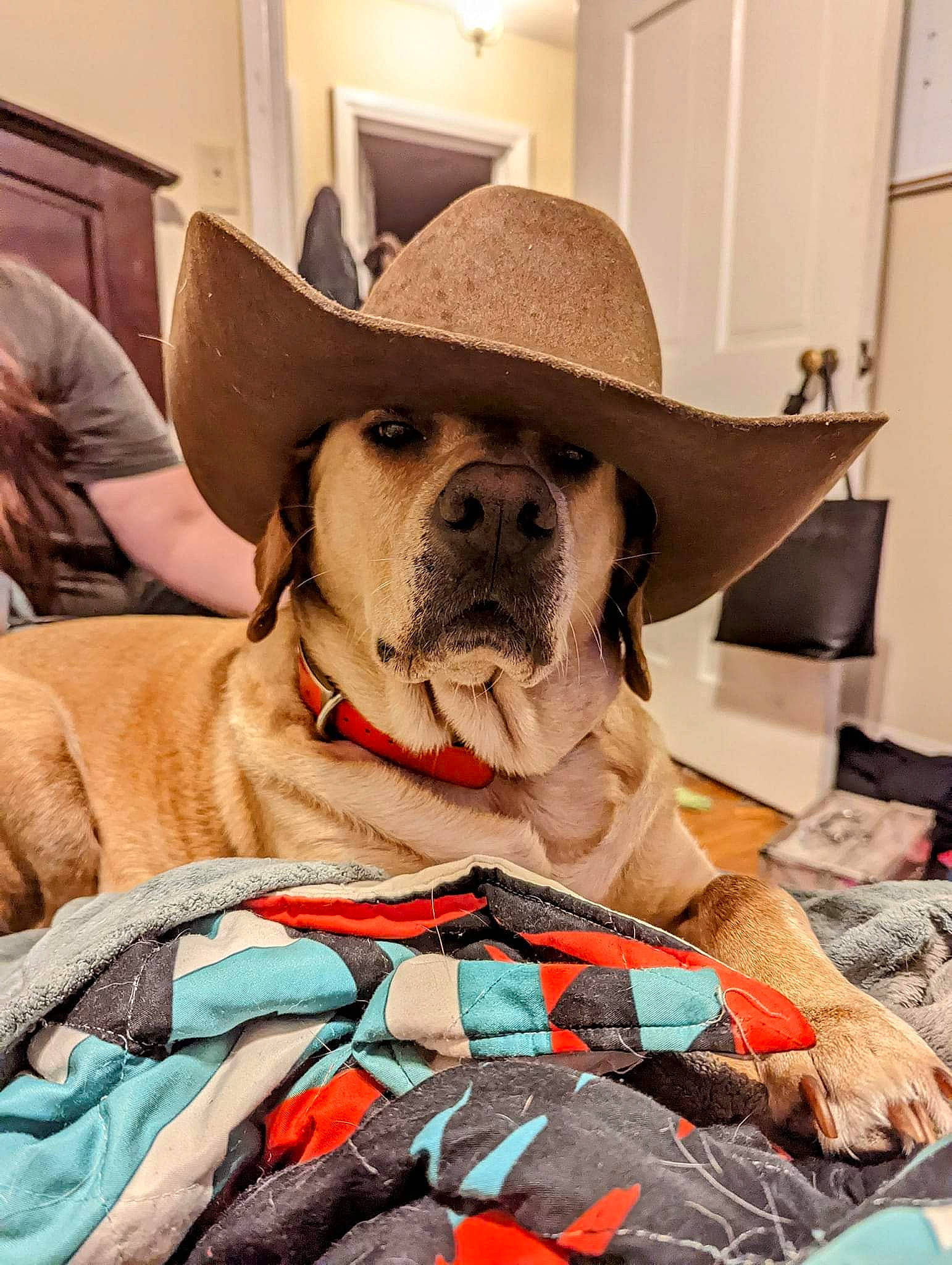 Addie joined the competition — help win amazing prizes! canidae, carnivore, collar, comfort, companion_dog, dog, dog_breed, dog_collar, dog_supply, fashion_accessory, fawn, fur, hat, mammal, pet_supply, snout, sporting_group, sun_hat, vertebrate, working_animal