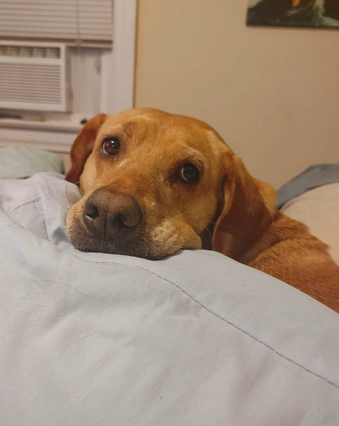 Addie is registered to the contest to win money with this photo: canidae, carnivore, comfort, companion_dog, dog, dog_breed, dog_supply, ear, fawn, fur, hound, linens, liver, pet_supply, scent_hound, snout, sporting_group, whiskers, wood, working_animal