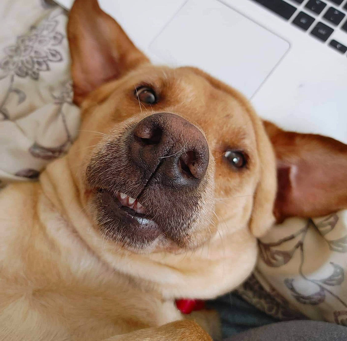 Addie joined the competition — help win amazing prizes! canidae, carnivore, collar, companion_dog, dog, dog_breed, ear, fawn, fur, paw, photography, puppy, snout, sporting_group, terrestrial_animal, whiskers, working_animal