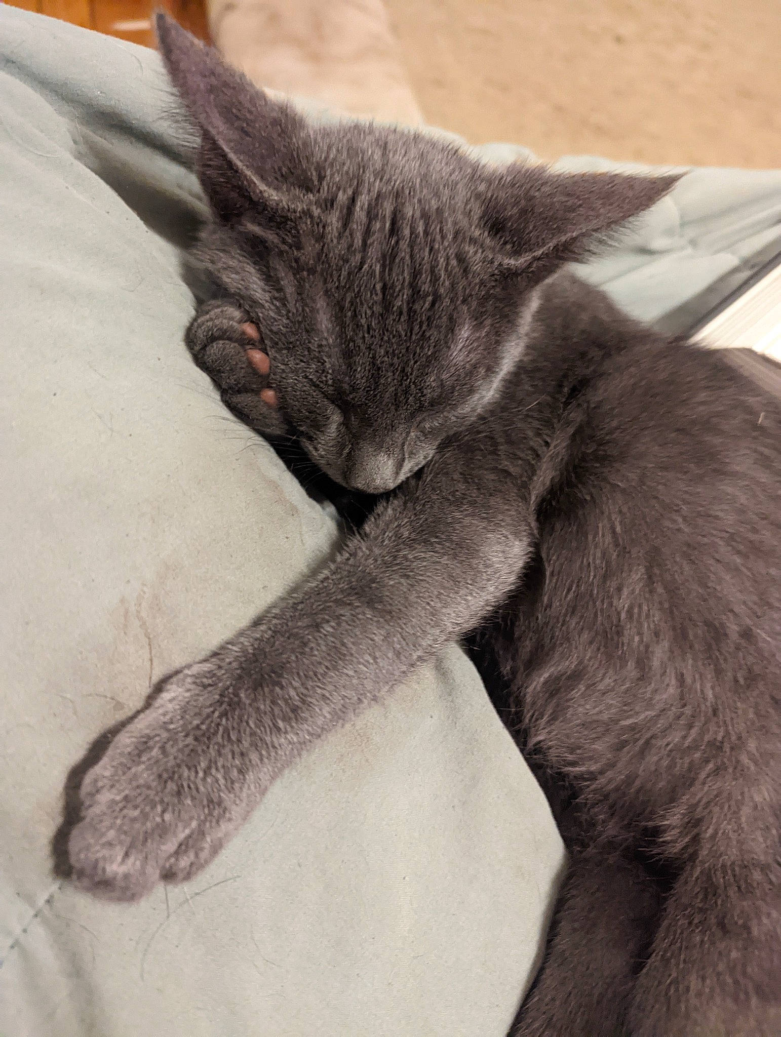 Onyx is registered to the contest to win money with this photo: carnivore, cat, claw, comfort, domestic_short_haired_cat, ear, eye, fawn, felidae, fur, gesture, grey, head, human_body, human_leg, paw, small_to_medium_sized_cats, snout, tail, whiskers