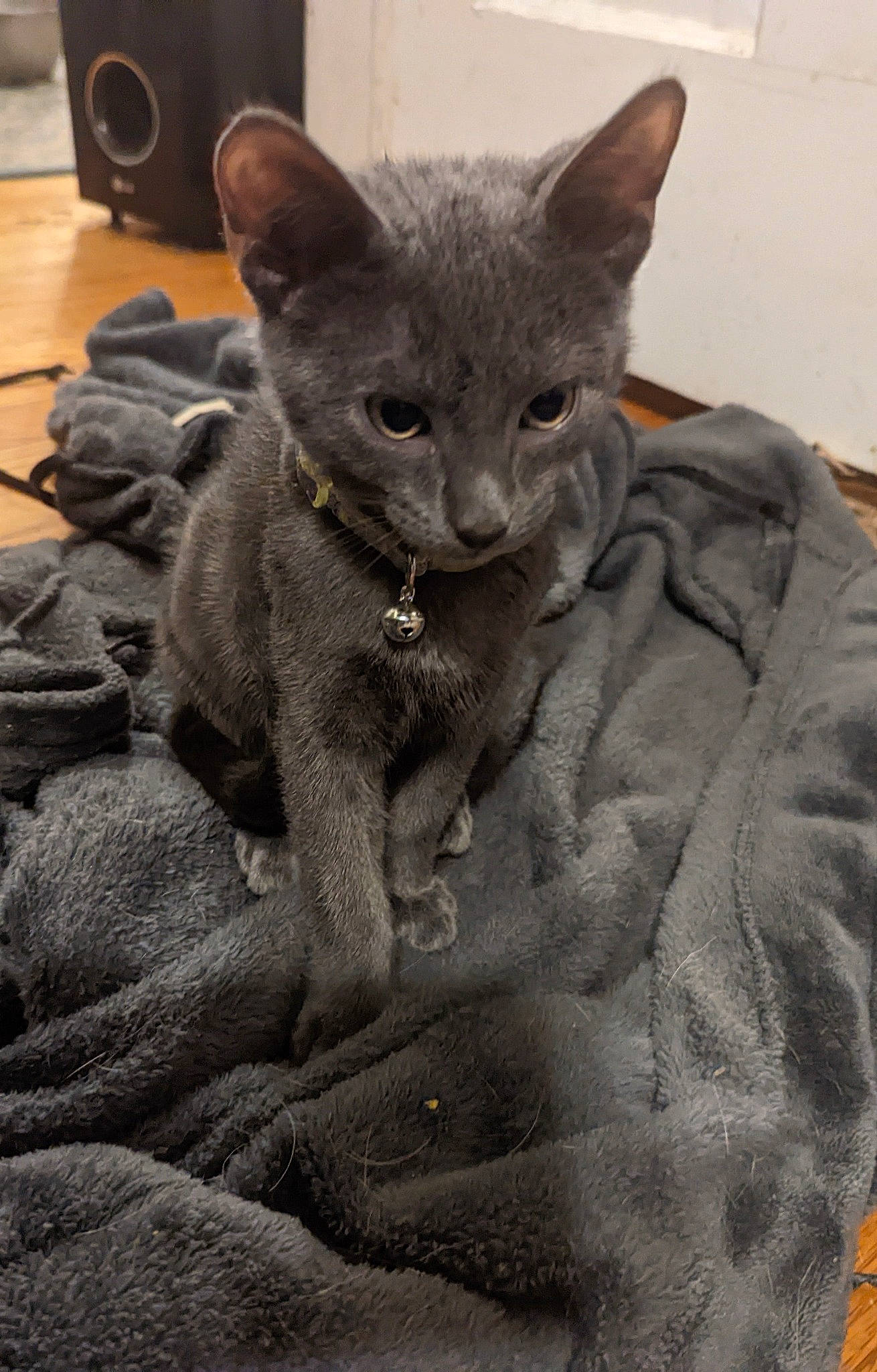 Onyx joined the competition — help win amazing prizes! carnivore, cat, cat_supply, claw, comfort, domestic_short_haired_cat, felidae, fur, grey, russian_blue, small_to_medium_sized_cats, snout, terrestrial_animal, whiskers