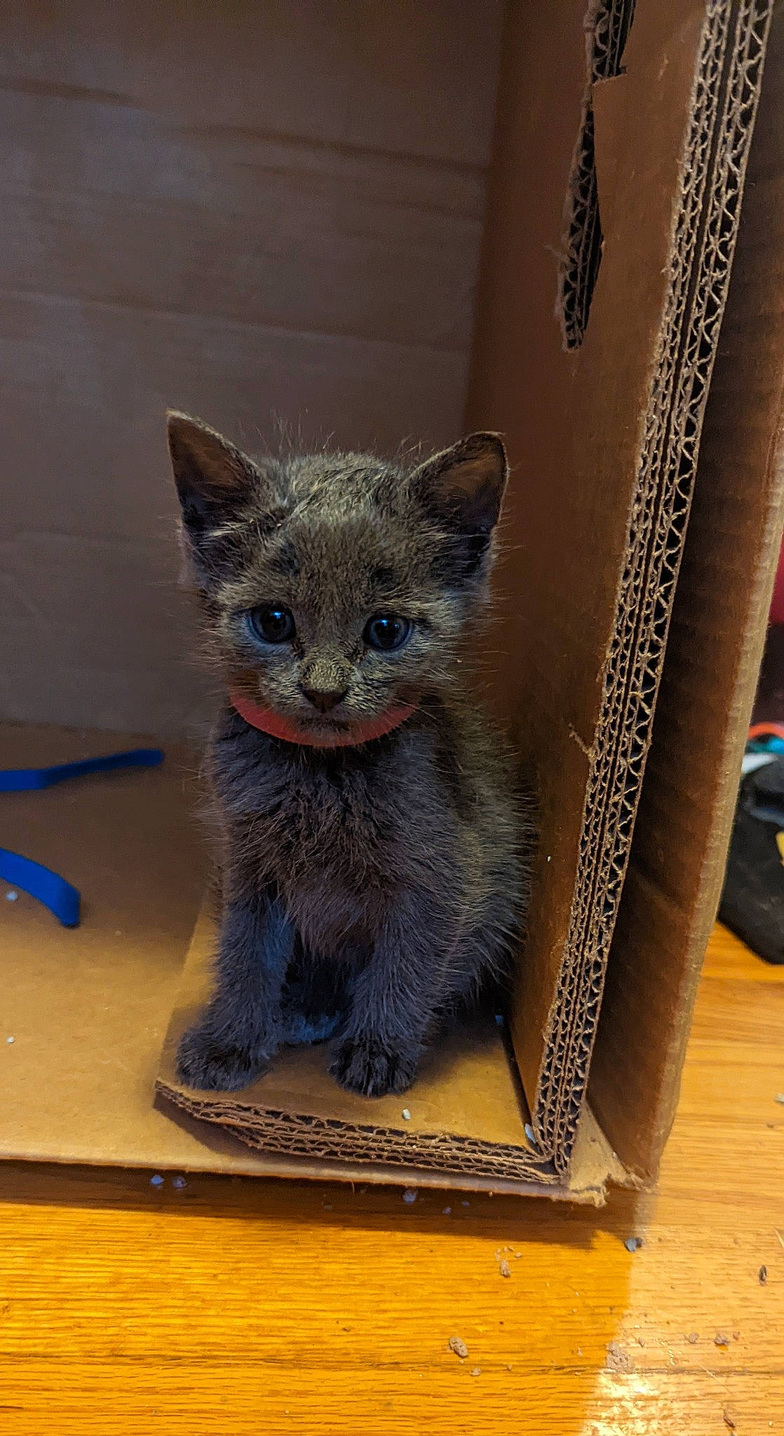 Shadow is registered to the contest to win money with this photo: art, carnivore, cat, cat_toy, creative_arts, domestic_short_haired_cat, electric_blue, fawn, felidae, fur, grey, picture_frame, rectangle, russian_blue, small_to_medium_sized_cats, snout, tail, terrestrial_animal, whiskers, wood