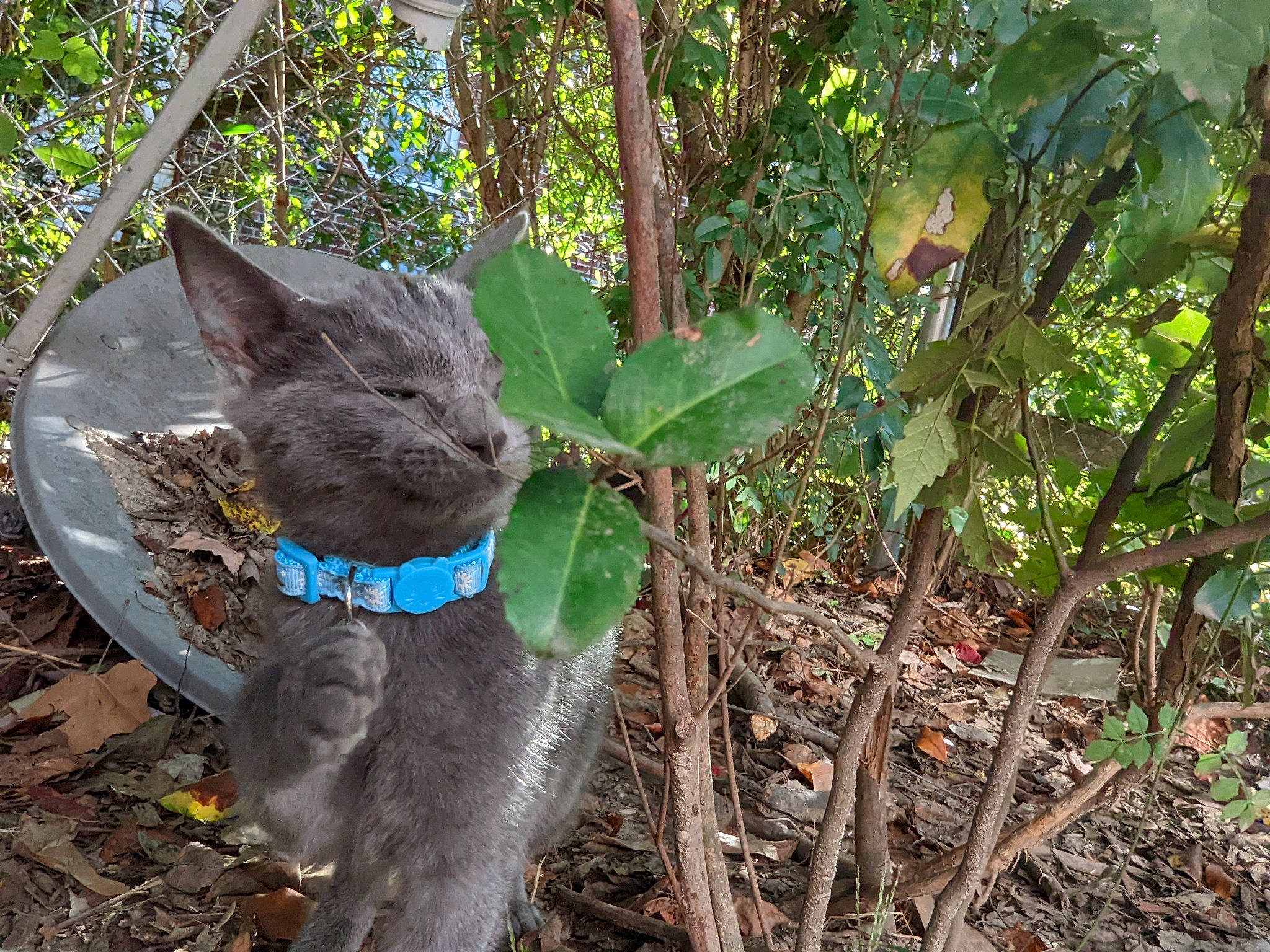 Shadow joined the competition — help win amazing prizes! annual_plant, carnivore, cat, dog_breed, fawn, felidae, grass, groundcover, natural_material, plant, shrub, small_to_medium_sized_cats, snout, soil, tail, terrestrial_animal, terrestrial_plant, tree, wildlife, woody_plant