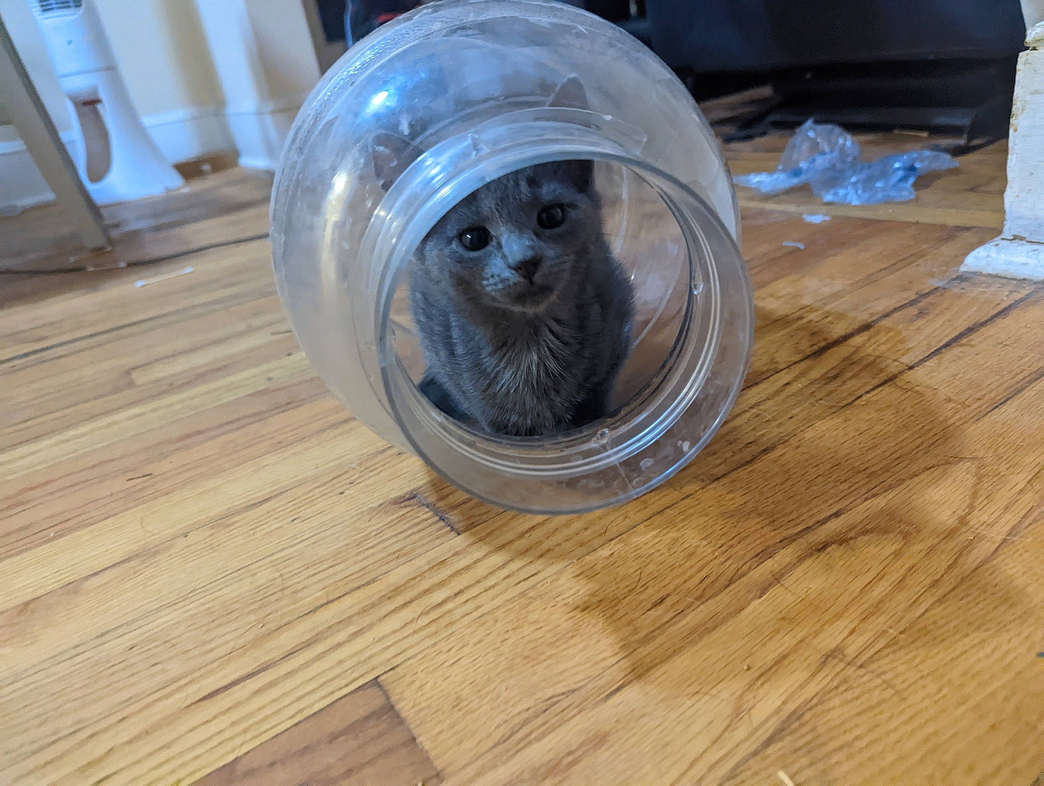 Shadow joined the competition — help win amazing prizes! automotive_tire, carnivore, felidae, floor, flooring, fur, hardwood, laminate_flooring, plank, plywood, rim, small_to_medium_sized_cats, snout, tail, terrestrial_animal, varnish, whiskers, wood, wood_flooring, wood_stain