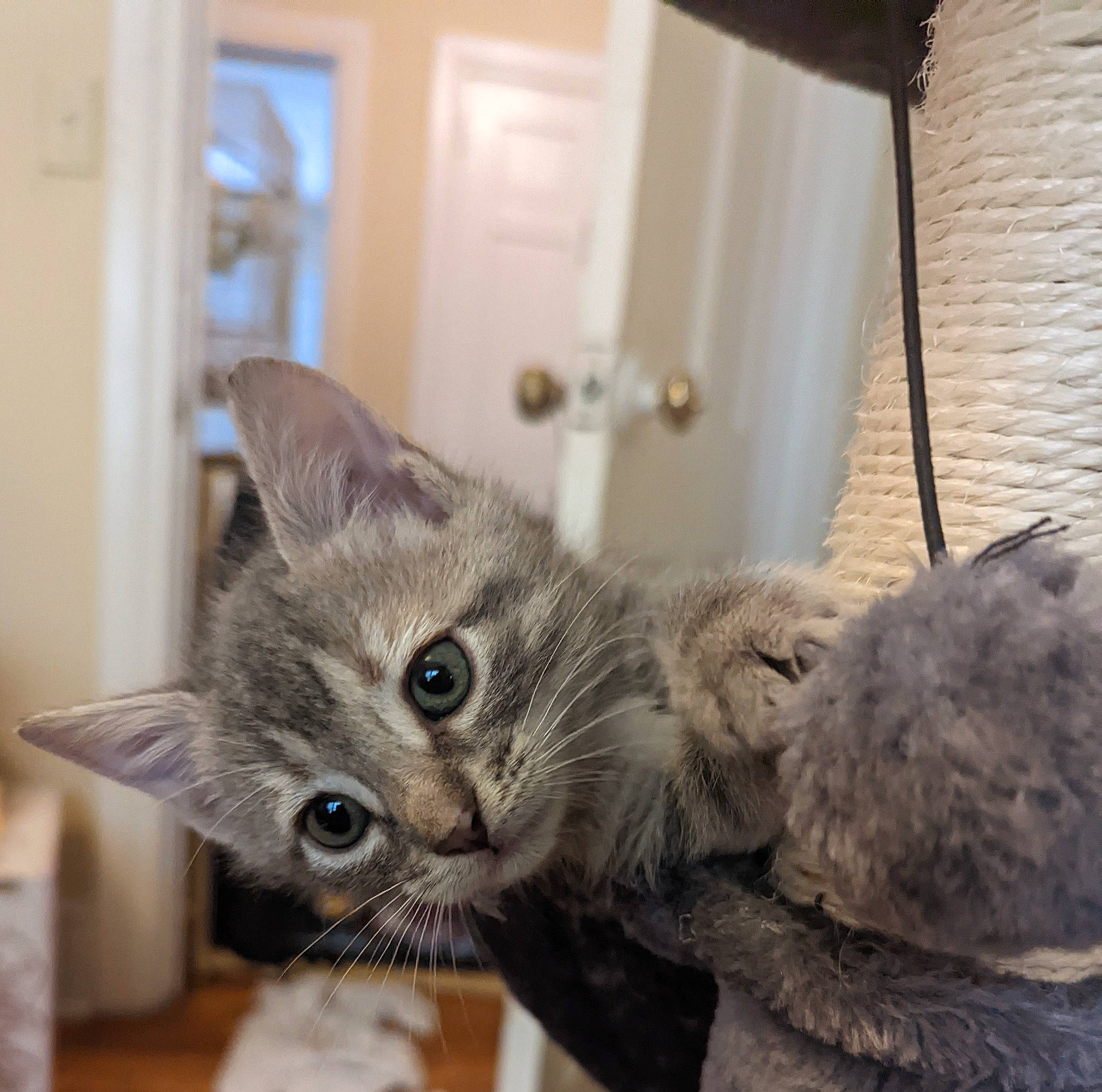 Dutchess joined the competition — help win amazing prizes! carnivore, cat, claw, comfort, domestic_short_haired_cat, felidae, fur, grey, paw, room, small_to_medium_sized_cats, snout, tail, whiskers, window, wood