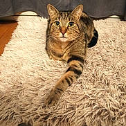 Elvis participe au concours pour gagner de l'argent avec cette photo : cat, tabby, pet, animal, indoor, fluffy_rug, stretching_paw, wooden_floor, curtains, relaxed, feline, whiskers, ears, eyes, fur, comfort, home, cozy, resting, cute