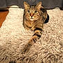 cat, tabby, pet, animal, indoor, fluffy_rug, stretching_paw, wooden_floor, curtains, relaxed, feline, whiskers, ears, eyes, fur, comfort, home, cozy, resting, cute