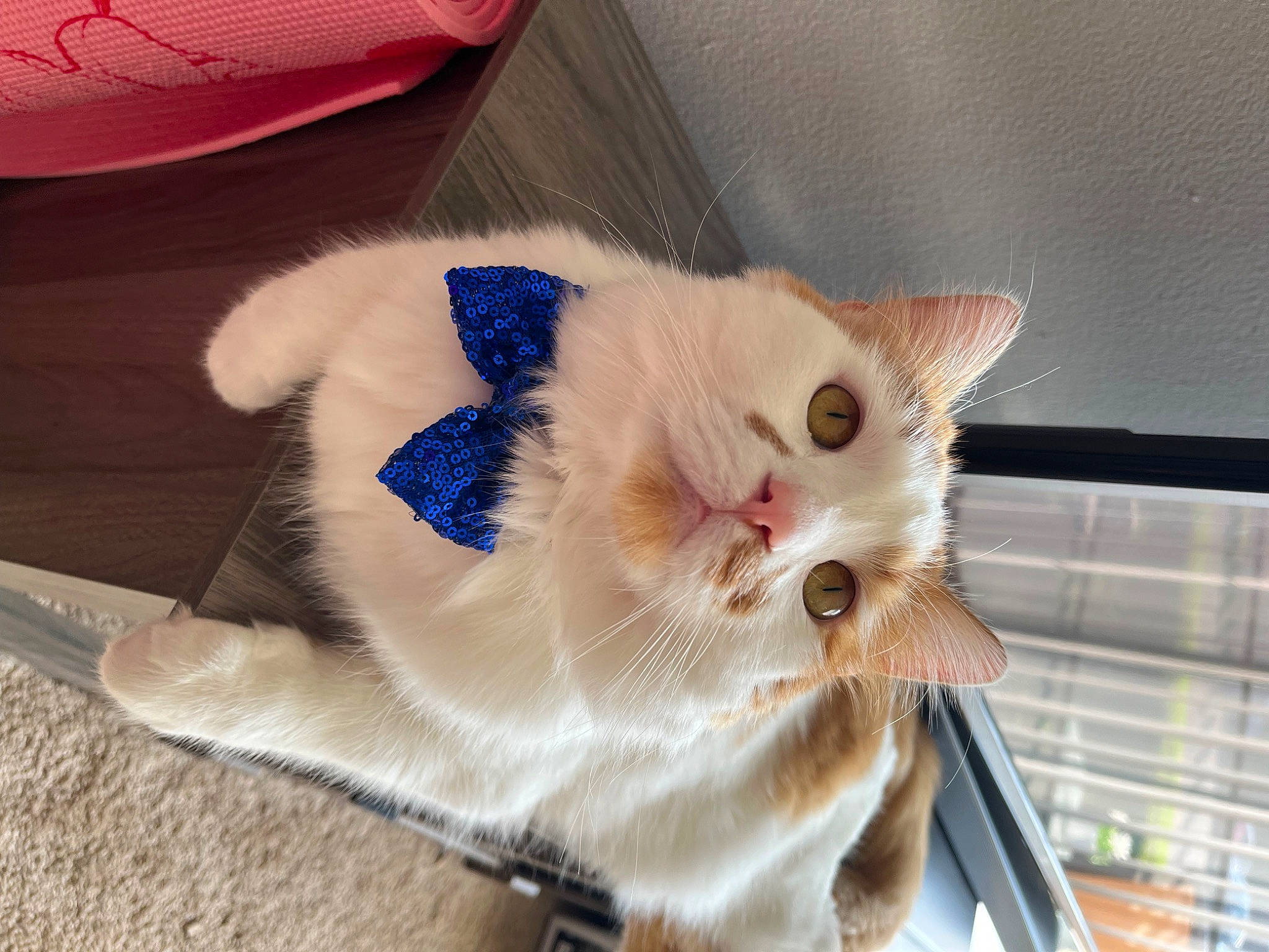 Kashi joined the competition — help win amazing prizes! carnivore, cat, cat_supply, claw, collar, comfort, domestic_short_haired_cat, electric_blue, fawn, felidae, fur, paw, small_to_medium_sized_cats, snout, tail, whiskers