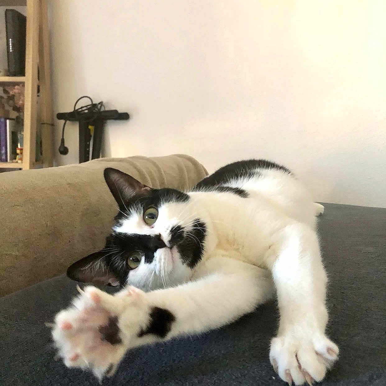 Thémis participe au concours pour gagner de l'argent avec cette photo : animal, black_and_white, cat, claws, closeup, couch, curious, cute, domestic, ears, feline, fur, furniture, home, indoor, paws, pet, relaxed, stretching, whiskers