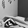 bed, black_and_white, blanket, cat, comfort, cozy, cute, decor, dreamcatcher, eyes, fabric, face, fur, indoor, pet, resting, sleepy, soft, wall, whiskers