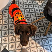 Vany a rejoint le concours — aidez-le/la à gagner de superbes lots ! dog, orange_sweater, pumpkin_design, curious, indoor, tile_floor, patterned_floor, footwear, slippers, jeans, brown_dog, pet, looking_up, furniture_leg, chair, shadow, casual, cozy, home, animal