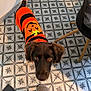 dog, orange_sweater, pumpkin_design, curious, indoor, tile_floor, patterned_floor, footwear, slippers, jeans, brown_dog, pet, looking_up, furniture_leg, chair, shadow, casual, cozy, home, animal