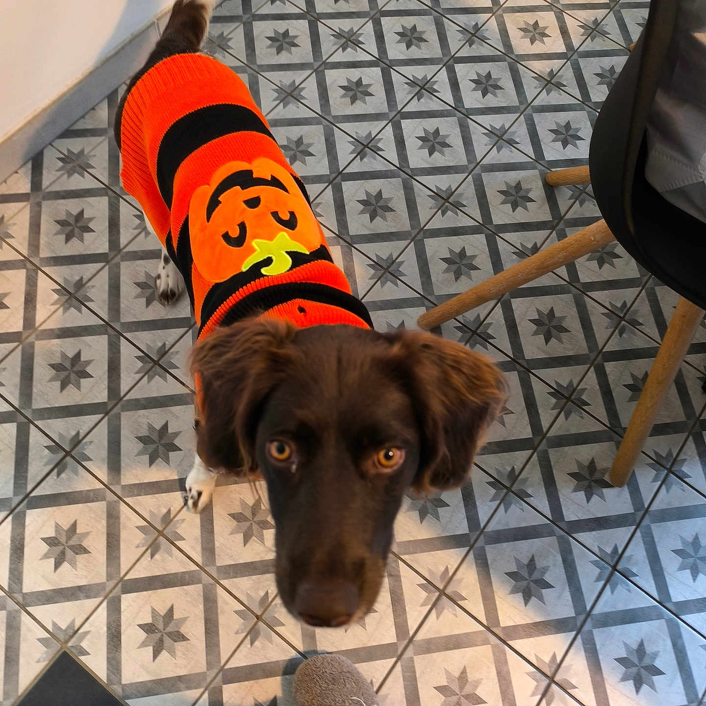 Vany a rejoint le concours — aidez-le/la à gagner de superbes lots ! animal, brown_dog, casual, chair, cozy, curious, dog, footwear, furniture_leg, home, indoor, jeans, looking_up, orange_sweater, patterned_floor, pet, pumpkin_design, shadow, slippers, tile_floor