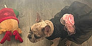 Waffle joined the competition — help win amazing prizes! animal, blanket, bostonbull, bulldog, canine, dog, dogbed, frenchbulldog, hardwood, indoors, interiordesign, pet, pitbull, pug, puppy, toy, wood