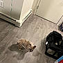 Waffle is registered to the contest to win money with this photo: accessories, animal, architecture, bag, baggage, bulldog, canine, cat, dog, frenchbulldog, handbag, hardwood, indoors, interiordesign, kitten, pet, plywood, puppy, stainedwood, wood