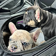 Waffle joined the competition — help win amazing prizes! accessories, animal, bag, baggage, bostonbull, boxer, bulldog, canine, dog, frenchbulldog, handbag, hound, machine, pet, pitbull, policedog, pug, puppy, purse, spoke