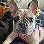Waffle is registered to the contest to win money with this photo: animal, boxer, bulldog, canine, cup, dog, frenchbulldog, person, pet, pitbull, puppy