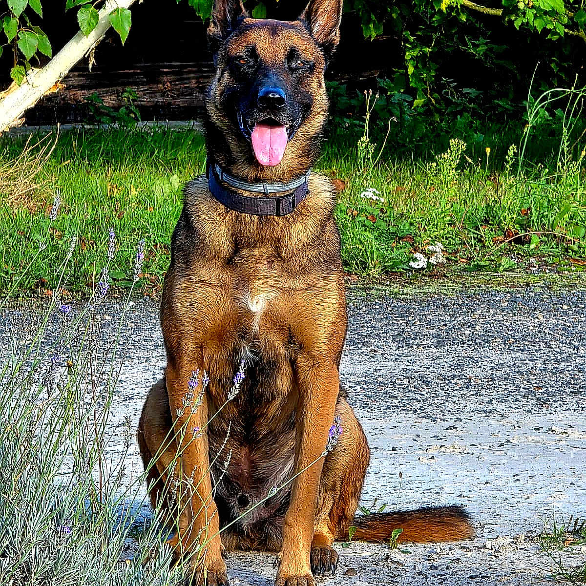 Punch participe au concours pour gagner de l'argent avec cette photo : alert, animal, canine, collar, dog, flowers, fur, german_shepherd, grass, greenery, happy, leafy, nature, outdoor, path, pet, sitting, sunlight, tongue_out, tree