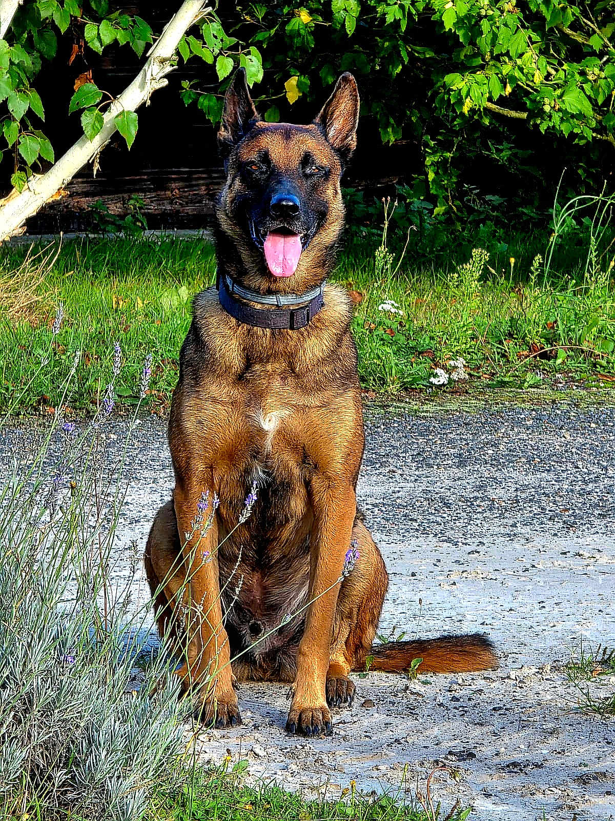 Punch participe au concours pour gagner de l'argent avec cette photo : dog, german_shepherd, sitting, outdoor, greenery, grass, flowers, tongue_out, sunlight, nature, collar, path, tree, leafy, pet, animal, canine, fur, alert, happy
