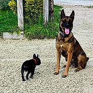 Punch participe au concours pour gagner de l'argent avec cette photo : dog, german_shepherd, french_bulldog, outdoor, gravel, greenery, wooden_posts, collar, pet, animal, sitting, tongue_out, daylight, nature, grass, small_dog, large_dog, playful, companions, sunny