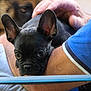 Albert a rejoint le concours — aidez-le/la à gagner de superbes lots ! dog, puppy, french_bulldog, black_dog, pet, animal, close_up, person, arm, hand, comfort, cuddle, blurred_background, indoor, resting, cute, affection, fur, ears, face