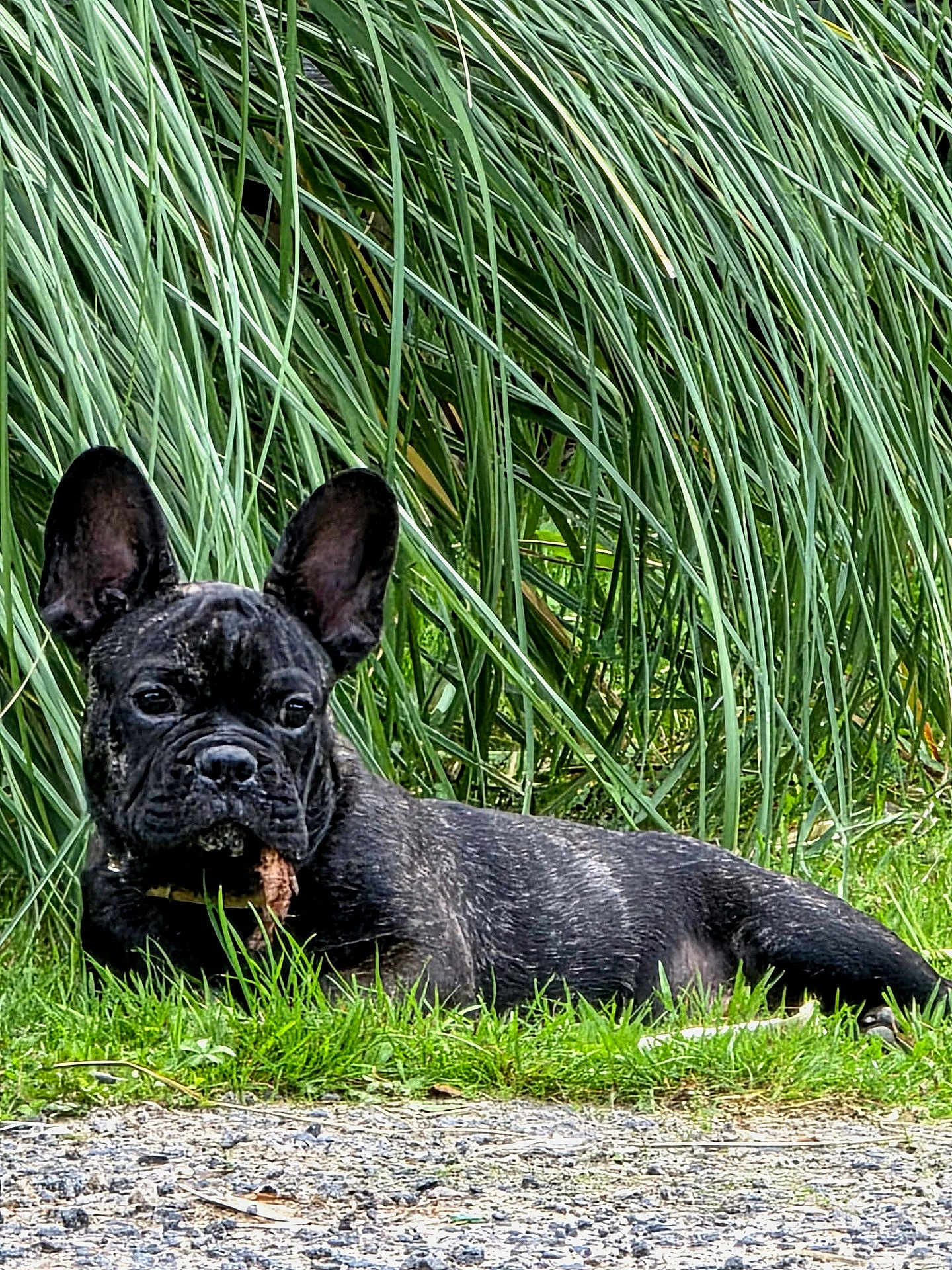 Albert participe au concours pour gagner de l'argent avec cette photo : dog, french_bulldog, grass, outdoor, pet, animal, nature, greenery, leaf, plant, canine, muzzle, ears, resting, lying_down, fur, black_dog, closeup, summer, daytime