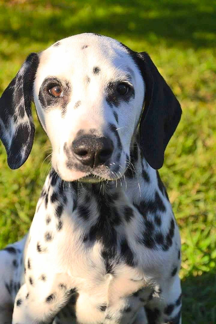 Burton participe au concours pour gagner de l'argent avec cette photo : braque_d_auvergne, carnivoran, companion_dog, dalmatian, dog, dog_breed, dog_like_mammal, non_sporting_group, old_danish_pointer, snout