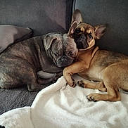Talya Et Sally a rejoint le concours — aidez-le/la à gagner de superbes lots ! dog, french_bulldog, snuggling, couch, blanket, pillow, pet, animal, sleepy, cozy, indoor, friendship, cute, two_dogs, brown_dog, gray_dog, relaxed, resting, companion, fur