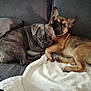 animal, blanket, brown_dog, companion, couch, cozy, cute, dog, french_bulldog, friendship, fur, gray_dog, indoor, pet, pillow, relaxed, resting, sleepy, snuggling, two_dogs
