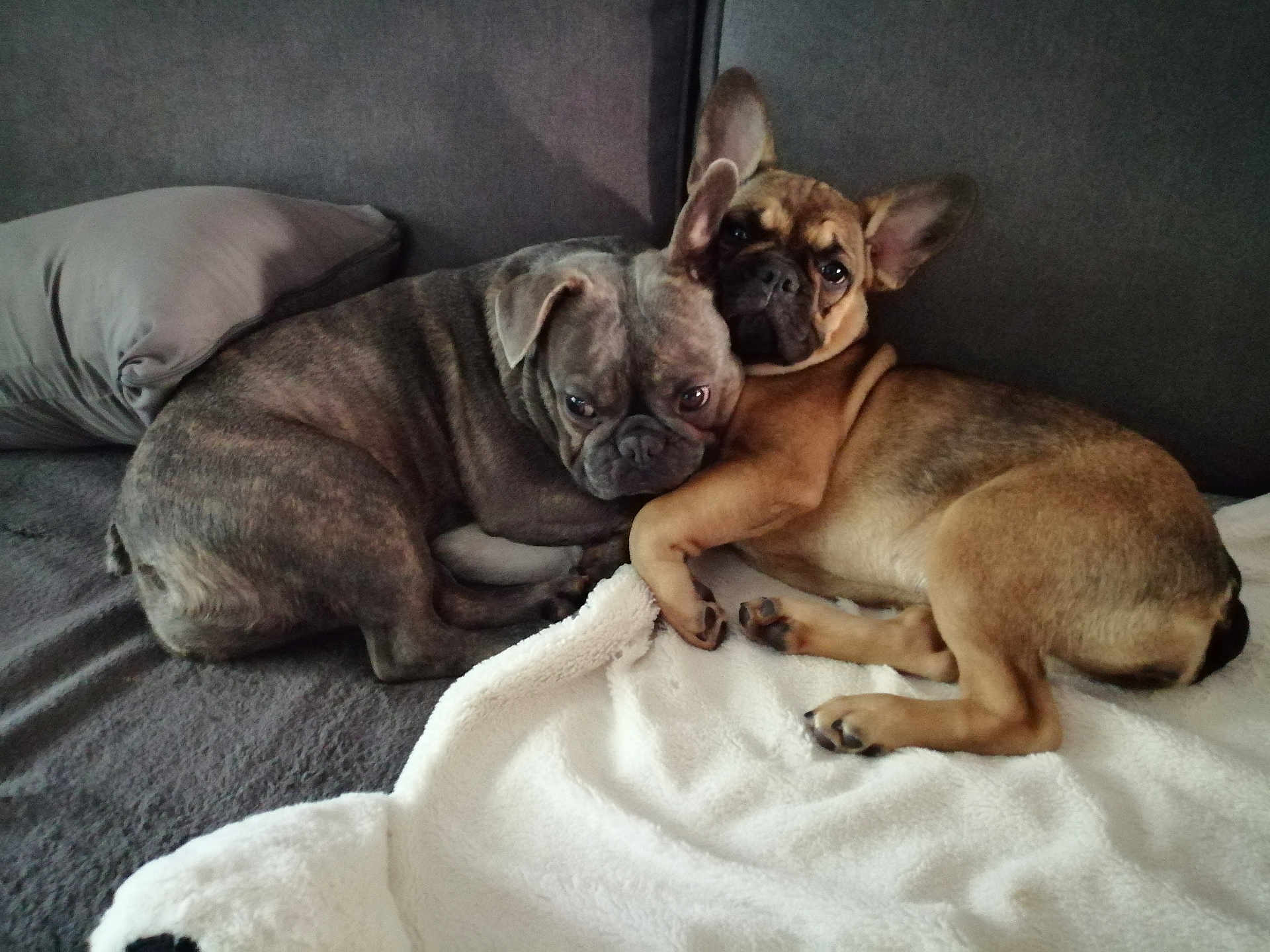 Talya Et Sally a rejoint le concours — aidez-le/la à gagner de superbes lots ! dog, french_bulldog, snuggling, couch, blanket, pillow, pet, animal, sleepy, cozy, indoor, friendship, cute, two_dogs, brown_dog, gray_dog, relaxed, resting, companion, fur