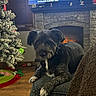 Oreo joined the competition — help win amazing prizes! dog, living_room, christmas_tree, fireplace, television, decorations, floor, ottoman, wood_floor, cozy, pet, indoor, holiday, furniture, black_dog, white_markings, screen, advertisement, warmth, home
