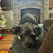 Oreo joined the competition — help win amazing prizes! dog, couch, fireplace, television, mantel, figurines, wooden_floor, christmas_tree, indoor, pet, resting, black_dog, gray_dog, cozy, living_room, furniture, home_decor, animal, looking_at_camera, relaxed