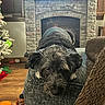 dog, couch, fireplace, television, mantel, figurines, wooden_floor, christmas_tree, indoor, pet, resting, black_dog, gray_dog, cozy, living_room, furniture, home_decor, animal, looking_at_camera, relaxed